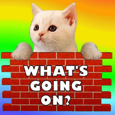 Cat asking what is going on